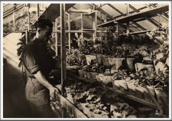 John Creech in his greenhouse at Oflag 64.  Photo published in a 1946 issue of Better Homes & Gardens